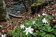 34 Anemone dei boschi (Anemone nemorosa) sul torrente Enna